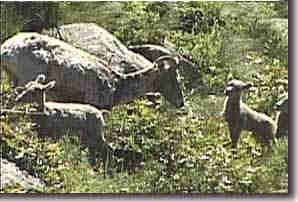 Springtime Bighorns