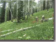 Aspen trees for beaver dams