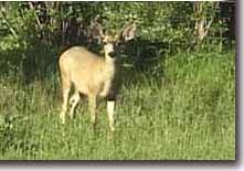 Springtime Buck