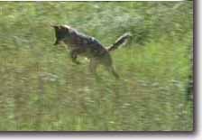 Coyote catching breakfast
