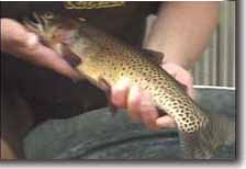 Cutthroat