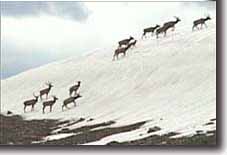 Elk on a permanent snowdrift