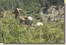 Bighorn Ewe at Southfork
