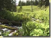 East Marvine Creek headwaters
