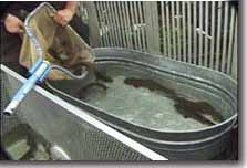 Sorting Trout