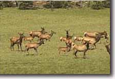 Elk at Oyster Lake