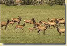 Rocky Mtn. elk at Oyster Lake