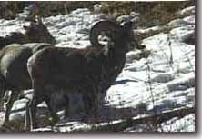 Bighorn herd leader