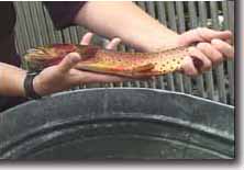 Red Trout